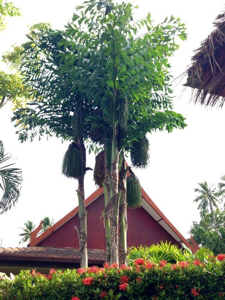 Palm Garden Resort Rawai Esterno foto